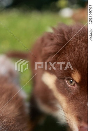 Brown and white dog with a brown face and brown fur 129899767