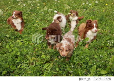 Group of puppies are standing in a field of grass Group of puppies are standing in a field of grass 129899780