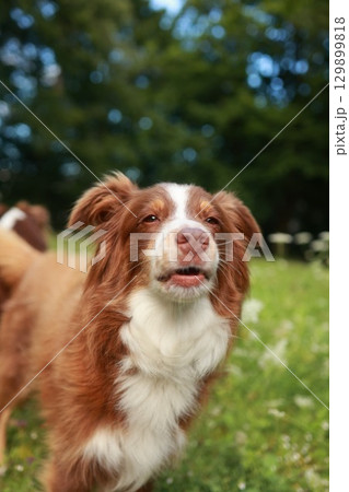 Brown and white dog is standing in a grassy field 129899818