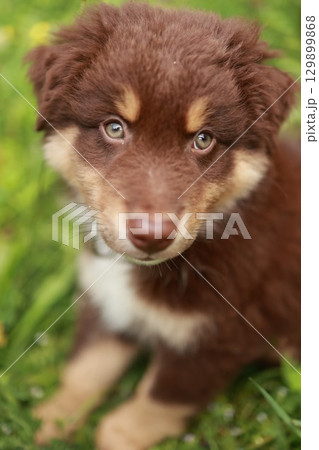 Brown and white dog with a green eye is sitting on the grass Brown and white dog with a green eye is sitting on the grass 129899868