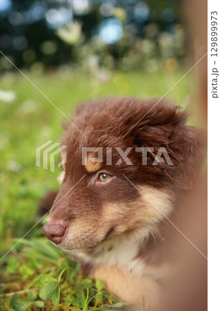 Brown and white dog is laying on the grass Brown and white dog is laying on the grass 129899973
