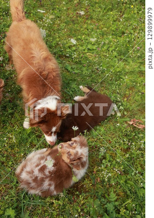 Three dogs are playing in a grassy field 129899979