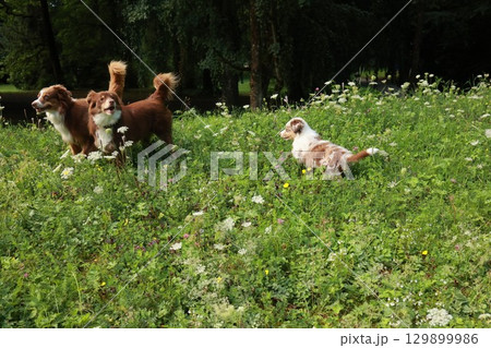 Three dogs are playing in a field of grass 129899986