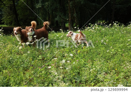 Three dogs are running through a field of grass 129899994