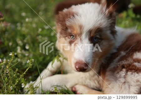 Brown and white dog is laying in the grass Brown and white dog is laying in the grass 129899995