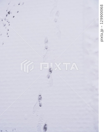 White background with a line of footprints in the snow White background with a line of footprints in the snow 129900068