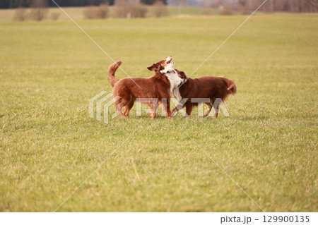 Two dogs are playing in a field 129900135