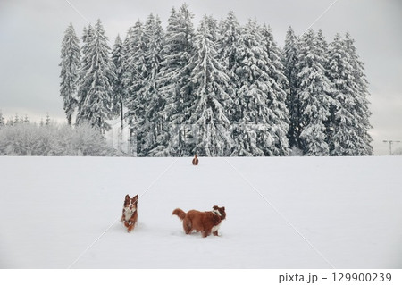 Three dogs are playing in the snow 129900239