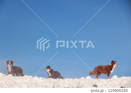 Three dogs are standing on a snowy hill, with one of them looking at the camera 129900280