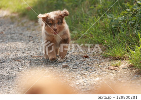 Small brown and white dog is running on a dirt road Small brown and white dog is running on a dirt road 129900281