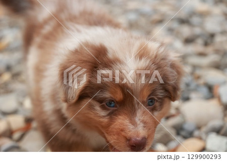 Brown and white dog with blue eyes is looking at the camera 129900293