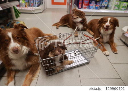 Three dogs are laying in a shopping cart 129900301