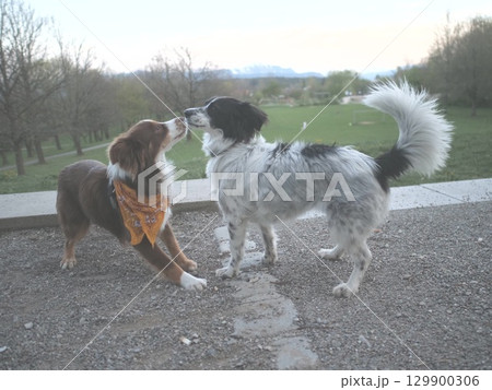 Two dogs are playing together in a park Two dogs are playing together in a park 129900306