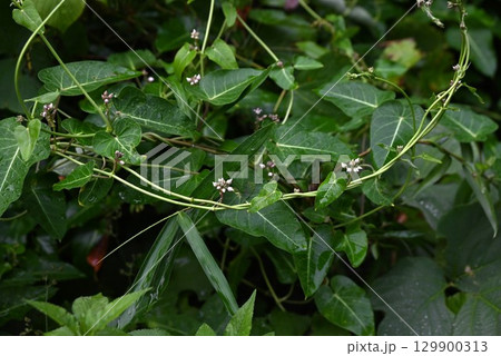 ガガイモの花・カガミグサ・種子や葉は薬用 若芽は食用 129900313