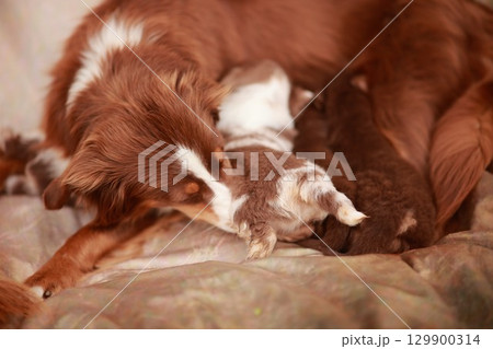 Mother dog is nursing her puppies 129900314