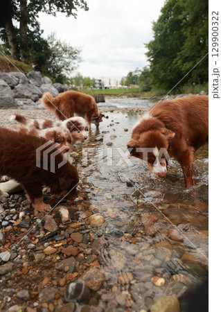 Group of dogs are playing in a river 129900322