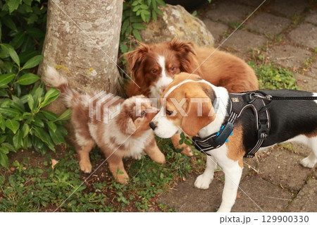 Three dogs are standing next to each other, one of which is wearing a harness 129900330