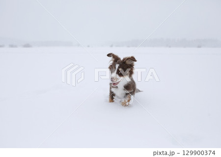 Small dog is playing in the snow 129900374