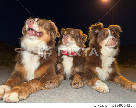Three brown and white dogs are laying on the ground, smiling 129900426