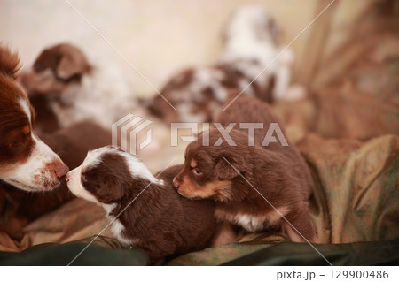 Group of puppies are laying on a blanket 129900486