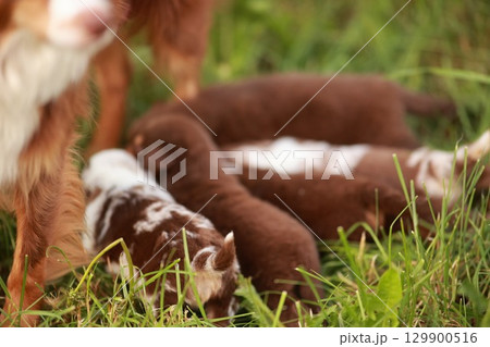 Group of puppies are nursing in a grassy field 129900516