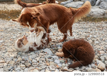 Three dogs playing on a rocky beach Three dogs playing on a rocky beach 129900518