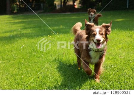 Brown and white dog is running in a grassy field 129900522