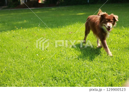 Brown dog is running in a grassy field Brown dog is running in a grassy field 129900523