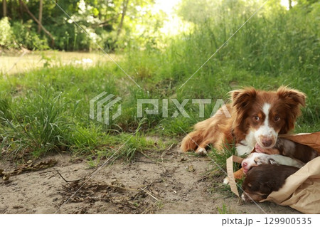 Dog is laying on the ground next to a bag Dog is laying on the ground next to a bag 129900535