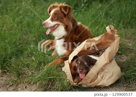 Brown and white dog is laying on the grass next to a brown and white dog Brown and white dog is laying on the grass next to a brown and white dog 129900537