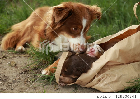 Brown and white dog is laying on the ground next to a bag Brown and white dog is laying on the ground next to a bag 129900541