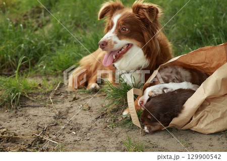 Brown and white dog is laying in a bag Brown and white dog is laying in a bag 129900542