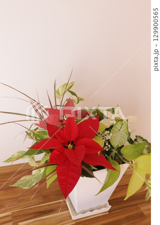 ポインセチアの寄せ植え 129900565