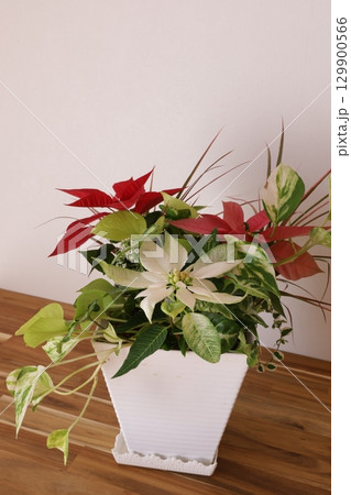 ポインセチアの寄せ植え 129900566