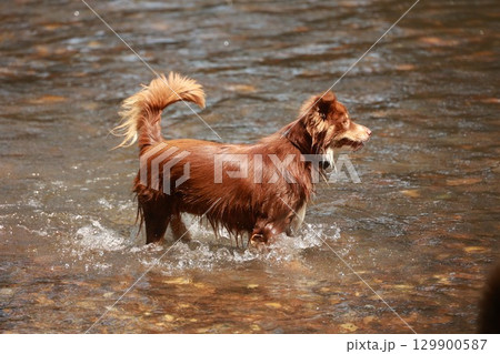 Brown dog is playing in the water 129900587