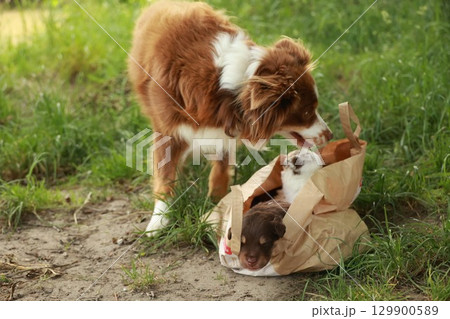 Dog is playing with a baby dog in a bag Dog is playing with a baby dog in a bag 129900589