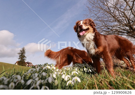 Two brown and white dogs are standing in a field of white flowers 129900626