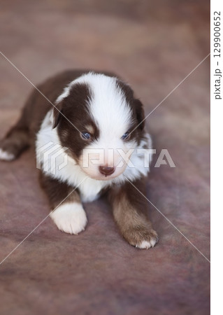 A brown and white puppy is laying on the ground 129900652