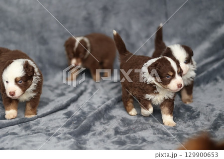 Group of puppies are walking on a grey blanket 129900653
