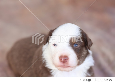 A puppy with a blue eye is sitting on a carpet 129900659