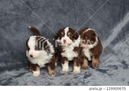 Three puppies are standing on a grey surface 129900670