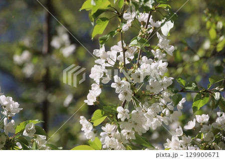 A tree with white flowers is in full bloom A tree with white flowers is in full bloom 129900671