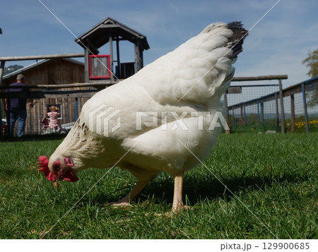 White chicken is eating grass in a field White chicken is eating grass in a field 129900685