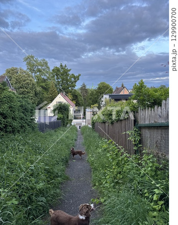 Two dogs are walking down a path in a residential area Two dogs are walking down a path in a residential area 129900700