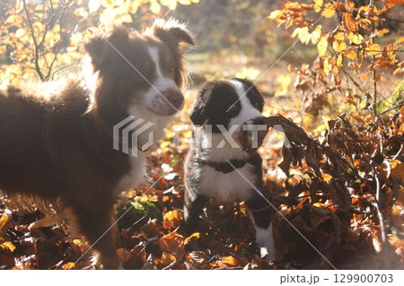 Two dogs are playing in the leaves, one is a puppy Two dogs are playing in the leaves, one is a puppy 129900703
