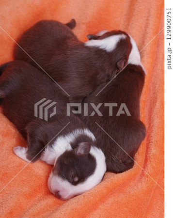 Three puppies are sleeping on a blanket Three puppies are sleeping on a blanket 129900751