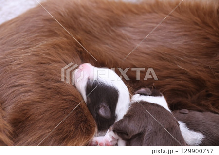 Mother dog is laying down with her puppies Mother dog is laying down with her puppies 129900757