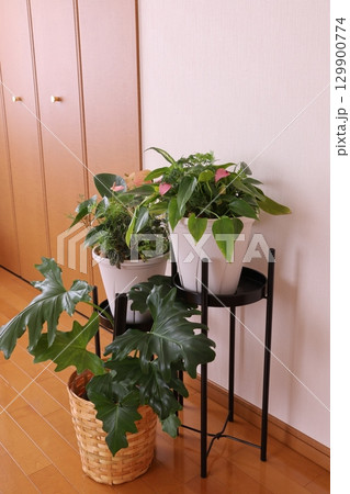 観葉植物のある部屋 129900774
