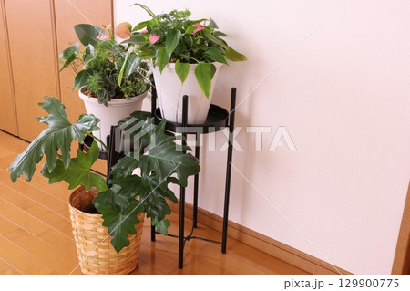 観葉植物のある部屋 観葉植物のある部屋 129900775