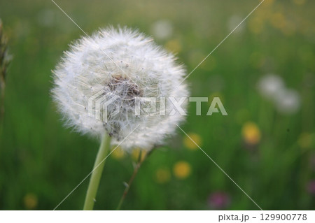 Single white flower with a yellow center is the main focus of the image 129900778
